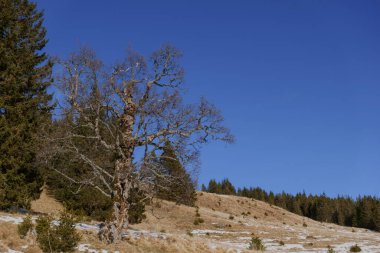 Kışın mavi gökyüzüyle dağlarda yürürken eğri büğrü ağaçlar.