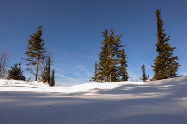 Güneşli kar manzarası ve mavi gökyüzünde tek çam ağaçlarıyla gölgeler.