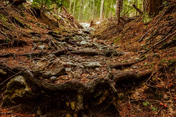 Trilha Pedregosa Com Raízes Floresta Enquanto Caminhando Nas Montanhas — Fotografia de Stock