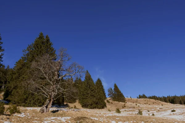 Árbol Crujiente Con Cielo Azul Paisaje Invernal Mientras Caminaba — Foto de Stock
