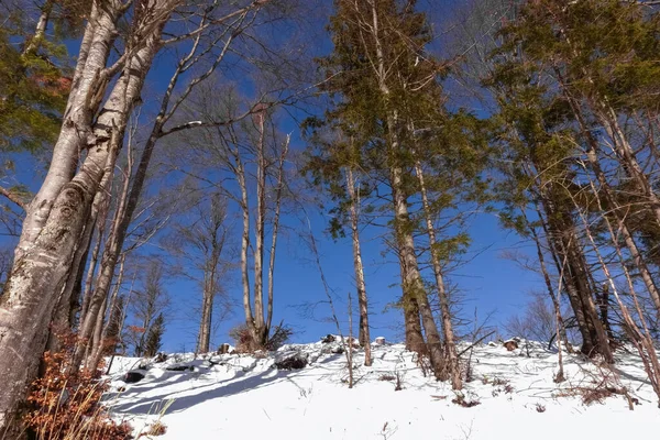 Árboles Brillantes Nieve Una Colina Con Cielo Azul Invierno — Foto de Stock