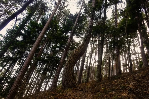 Árvore Curvada Enquanto Caminhava Uma Floresta Íngreme Montanhas — Fotografia de Stock