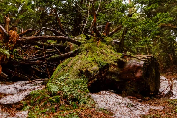 Зеленый Мох Папоротник Тертом Стволе Дерева Лесу Время Похода — стоковое фото