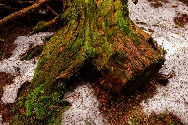 Ležící Pokroucený Kmen Stromu Sněhem Horách Lese — Stock fotografie