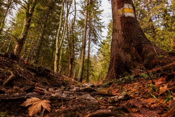 Blad Stenen Een Wandelpad Bergen Tijdens Het Wandelen — Stockfoto