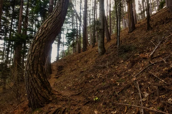 Kleiner Steiler Wanderweg Mit Geschwungenem Baum Beim Wandern Den Bergen — Stockfoto