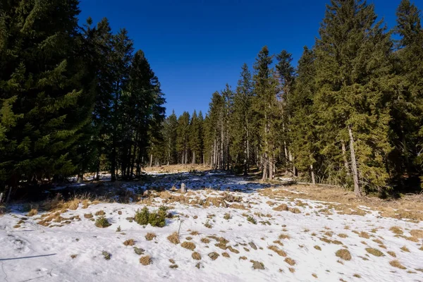 Hermoso Bosque Con Nieve Cielo Azul Profundo Mientras Camina Invierno — Foto de Stock