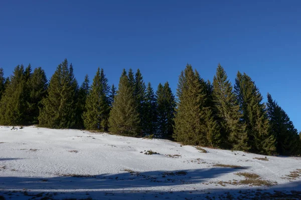 Pinos Nieve Cielo Azul Mientras Camina Paisaje Invierno — Foto de Stock
