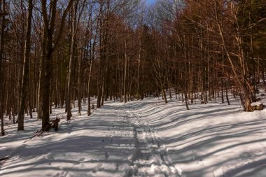 Kışın yürürken güneşten gelen gölgelerle ormanda karlı bir patika.