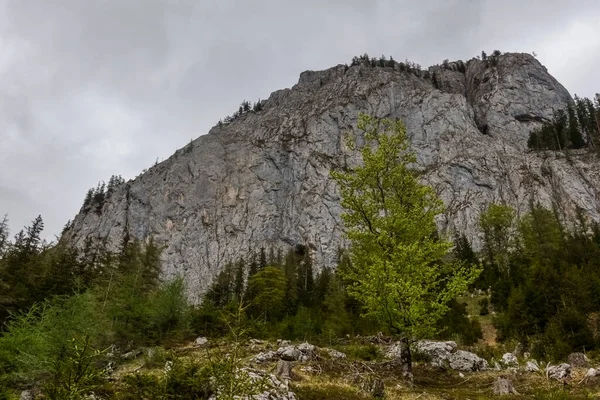 Berg Mit Grünen Bäumen Beim Wandern Frühling Bei Regenwetter — Stockfoto