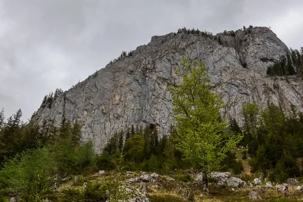 Hora Zelenými Stromy Při Turistice Jaře Deštivého Počasí — Stock fotografie