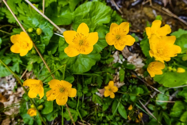 Yellow Marsh Marigolds Brook Spring Mountains — Stock Photo, Image