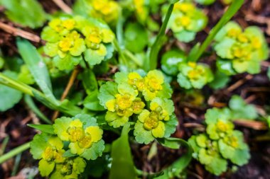 İlkbaharda yürürken ormandaki yeşil çiçekler