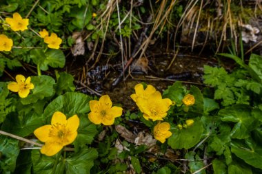 Dağlarda yürüyüş yaparken küçük bir derede kadife çiçeği