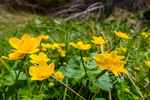 Fresh Marsh Marigolds Spring While Hiking — Stock Photo, Image