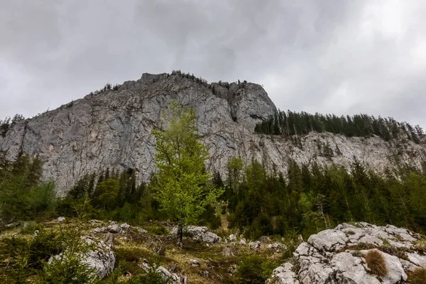 Hory Skály Borovicemi Šedá Obloha Při Turistice — Stock fotografie