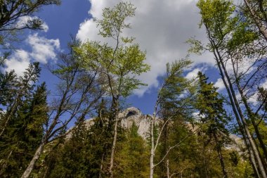 Mavi gökyüzünde beyaz bulutları olan yüksek farklı ağaçlar.