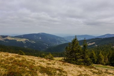 Çam ağaçlarıyla güzel bir manzara çayır ve gri gökyüzü ile dağlar