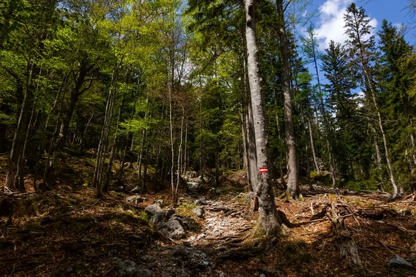 Verschiedene Grüne Farben Von Kiefern Den Bergen Und Wäldern — Stockfoto