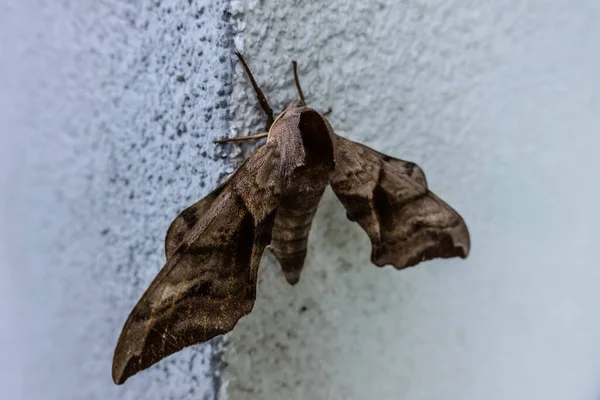 Borboleta Marrom Grande Uma Parede Branca Sol — Fotografia de Stock