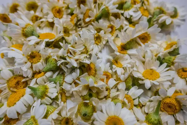 Lote Flores Frescas Camomila Vista Grande — Fotografia de Stock