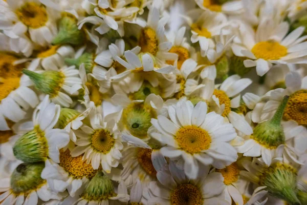 Massor Färska Kamomill Blommor Närbild Våren — Stockfoto