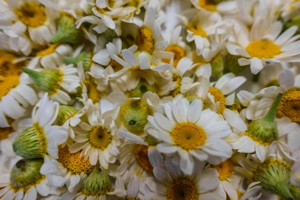 Beaucoup Fleurs Camomille Fraîche Vue Rapprochée Printemps — Photo