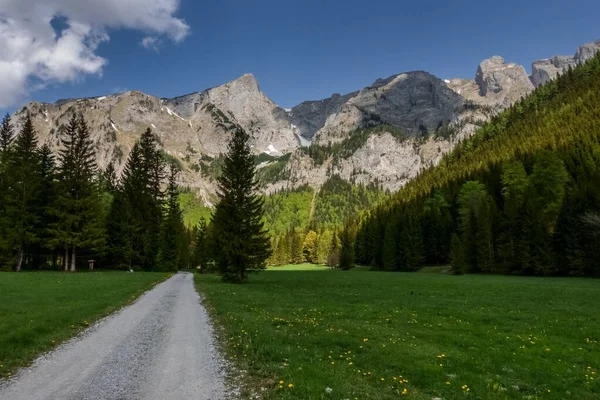 Sendero Con Pinos Prado Verde Con Montañas Austria —  Fotos de Stock