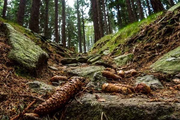 Dennenappel Het Steile Pad Tijdens Een Wandeling Bergen Het Voorjaar — Stockfoto