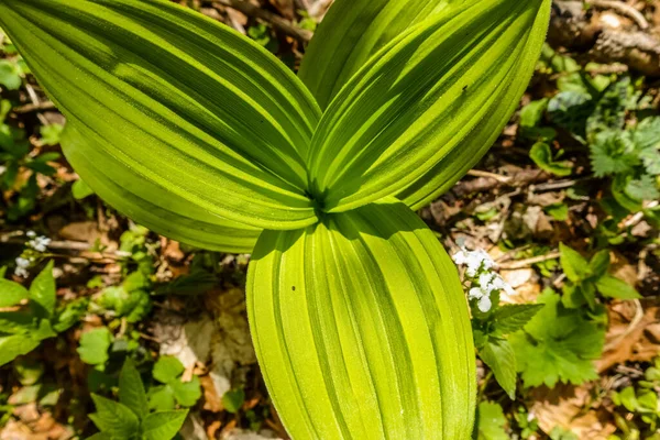 Planta Con Hojas Verdes Sol Mientras Camina Bosque — Foto de Stock