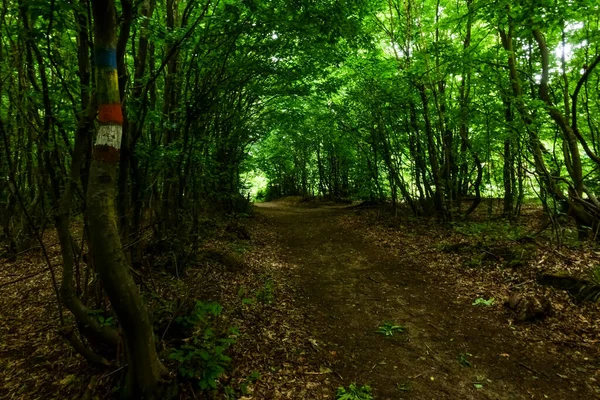 Belo Caminho Entre Árvores Verdes Uma Floresta Enquanto Caminhadas Primavera — Fotografia de Stock