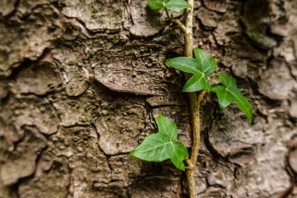 Groene Plant Groeit Schors Van Een Boom Natuur — Stockfoto