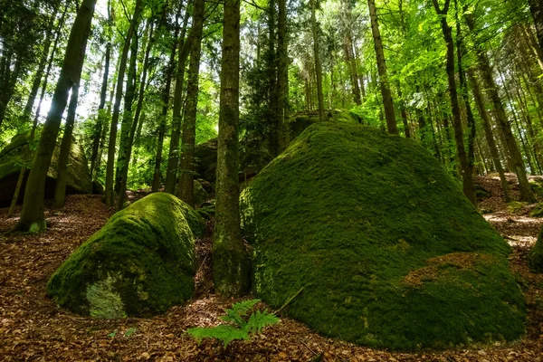 Величезні Скелі Красивим Зеленим Мохом Лісі Багатьма Коричневими Листям Під — стокове фото