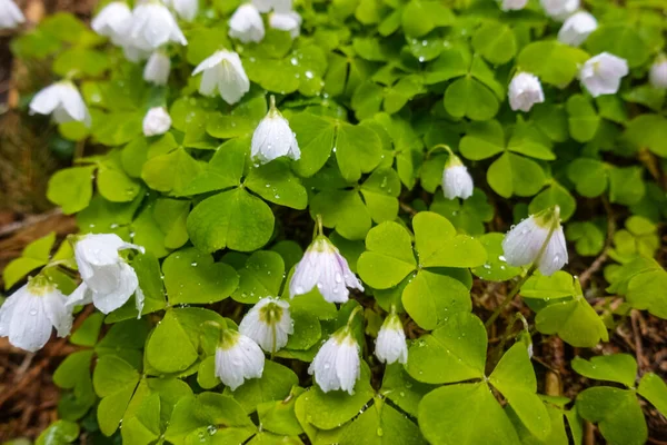 Muchas Flores Blancas Frescas Trébol Agrio Bosque —  Fotos de Stock