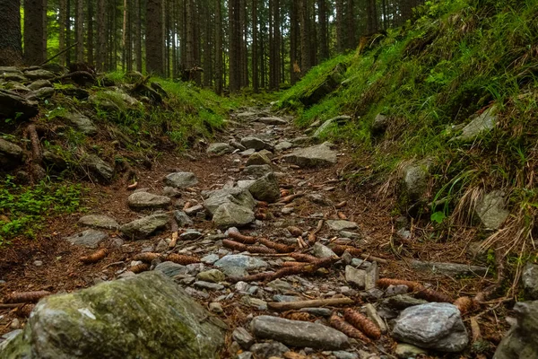 Molte Pietre Sentiero Una Foresta Mentre Cammina Una Ripida Montagna — Foto Stock