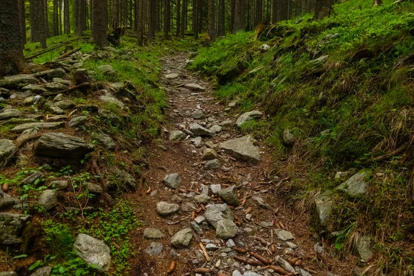 Ripido Sentiero Nel Bosco Con Molte Pietre Durante Escursioni — Foto Stock