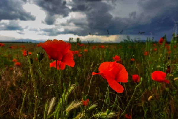 Colorido Campo Amapola Roja Brillante Verano — Foto de Stock