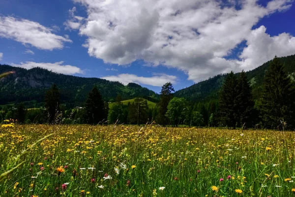 Doğadaki güzel çiçek çayırı yaz tatilinde mavi gökyüzü ile birlikte.