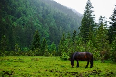 Koyu kahverengi at yağmurdan sonra dağlarda yeşil bir çayırda yemek yer.