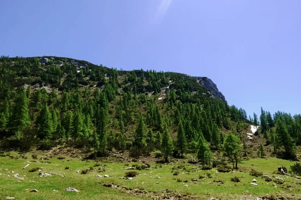 Montagne Escarpée Avec Des Arbres Verts Pendant Randonnée Été Avec — Photo