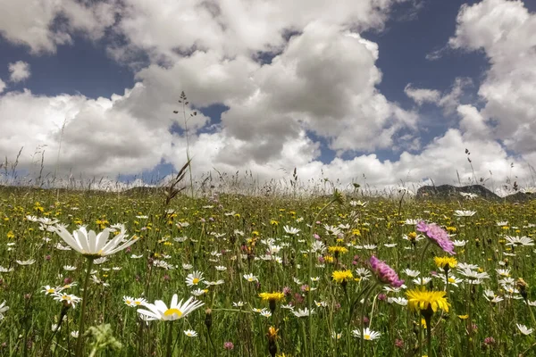 Πολύχρωμα Λουλούδια Ένα Λιβάδι Στα Βουνά Σύννεφα Ενώ Πεζοπορία — Φωτογραφία Αρχείου