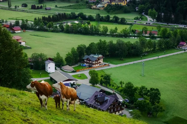 Koeienfamilie Weide Met Uitzicht Huizen Tijdens Het Wandelen — Stockfoto