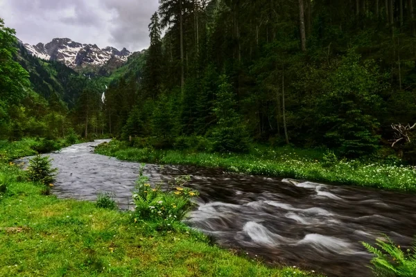 Torrente Que Fluye Rápido Una Reserva Natural Verde Con Bosque — Foto de Stock