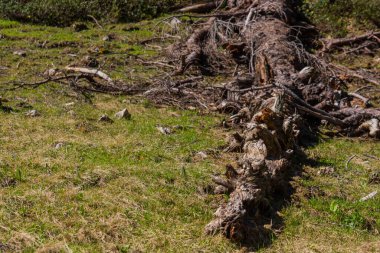Dağlarda çim olan eski bir ağaç gövdesi.