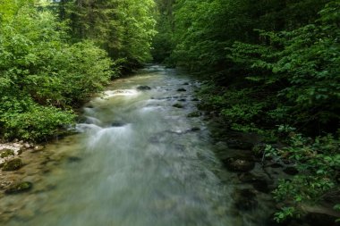 Ormanda yürürken ormanın içinde akan yumuşak bir dere.