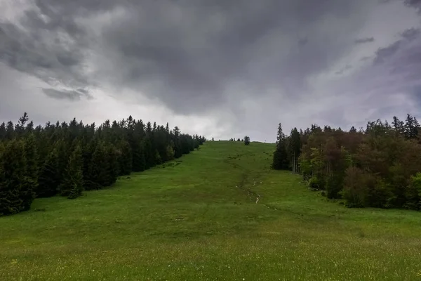 Pista Esqui Com Grama Verde Pinetrees Verão Enquanto Caminhadas — Fotografia de Stock