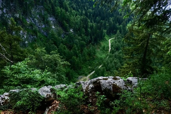 山の中をハイキングしながらトレイルや森の奥深くを眺め — ストック写真