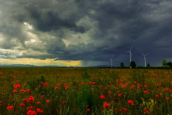 Gran Campo Amapola Fuerte Lluvia Horizonte Con Muchas Nubes Oscuras —  Fotos de Stock