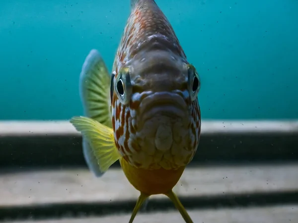 Pumpkinseed Fish Looks Direktly Camera While Freediving Lake — стоковое фото