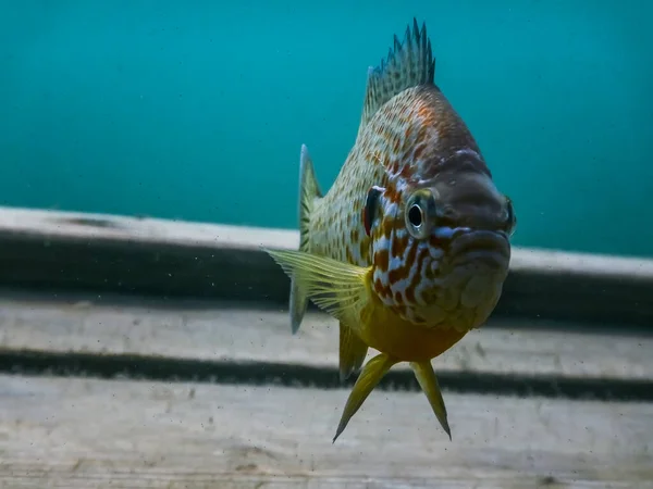 Pesce Semi Zucca Guarda Nella Fotocamera Durante Immersioni Lago — Foto Stock